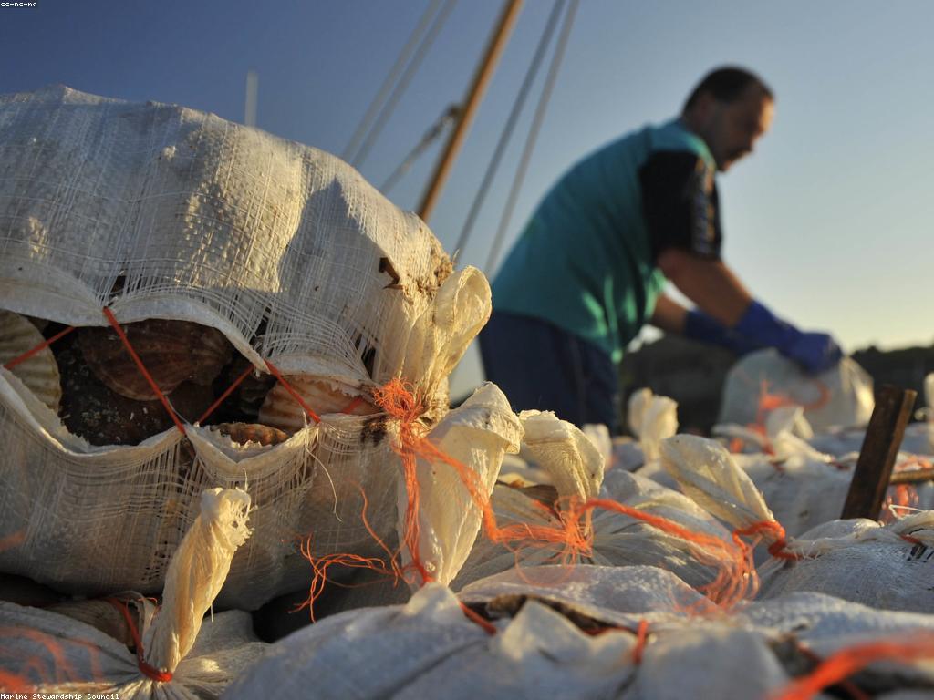 ឧបករណ៍សម្រាប់បាញ់ត្រីយ៉ាងប្រកបដោយចីរភាព