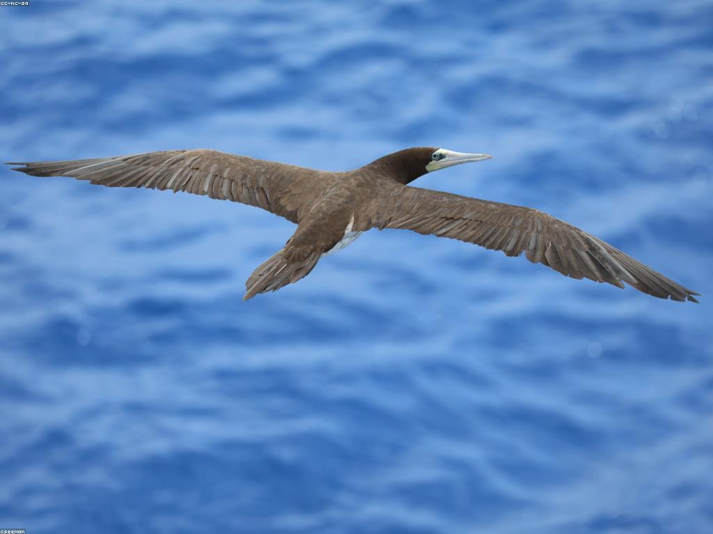 យុទ្ធសាស្ត្របាញ់ត្រី៖ របៀបបង្កើនផលិតភាពនៃការលេងត្រី