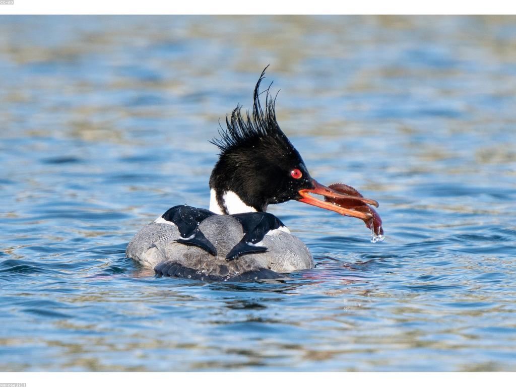 យុទ្ធសាស្ត្របាញ់ត្រី៖ របៀបសម្រេចបាននូវភាពជោគជ័យក្នុងការបាញ់ត្រី