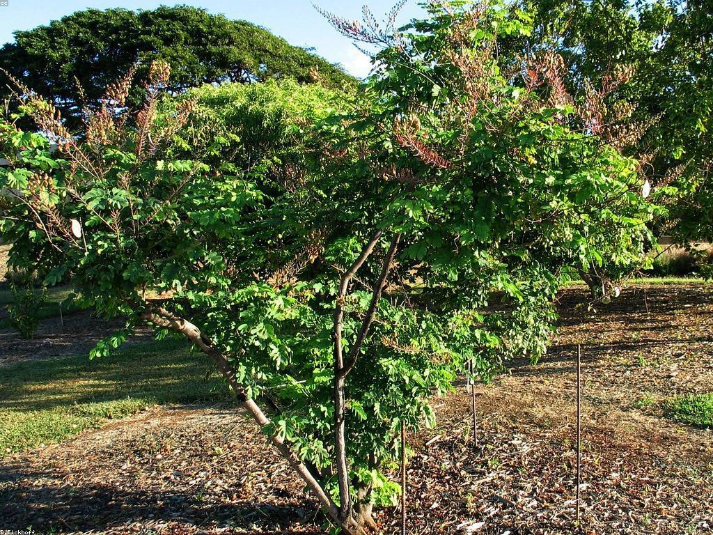 ឧបករណ៍សម្រាប់បាញ់ត្រីជាងខ្ពស់