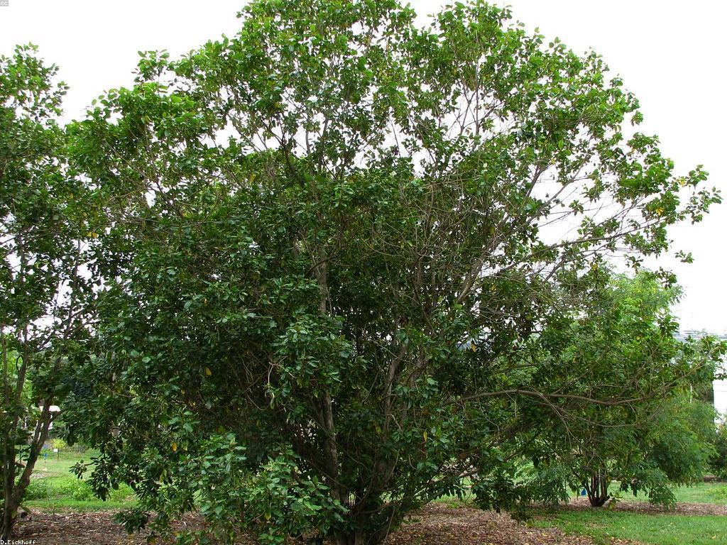 ឧបករណ៍សម្រាប់បាញ់ត្រីសម្រាប់អ្នកគូស