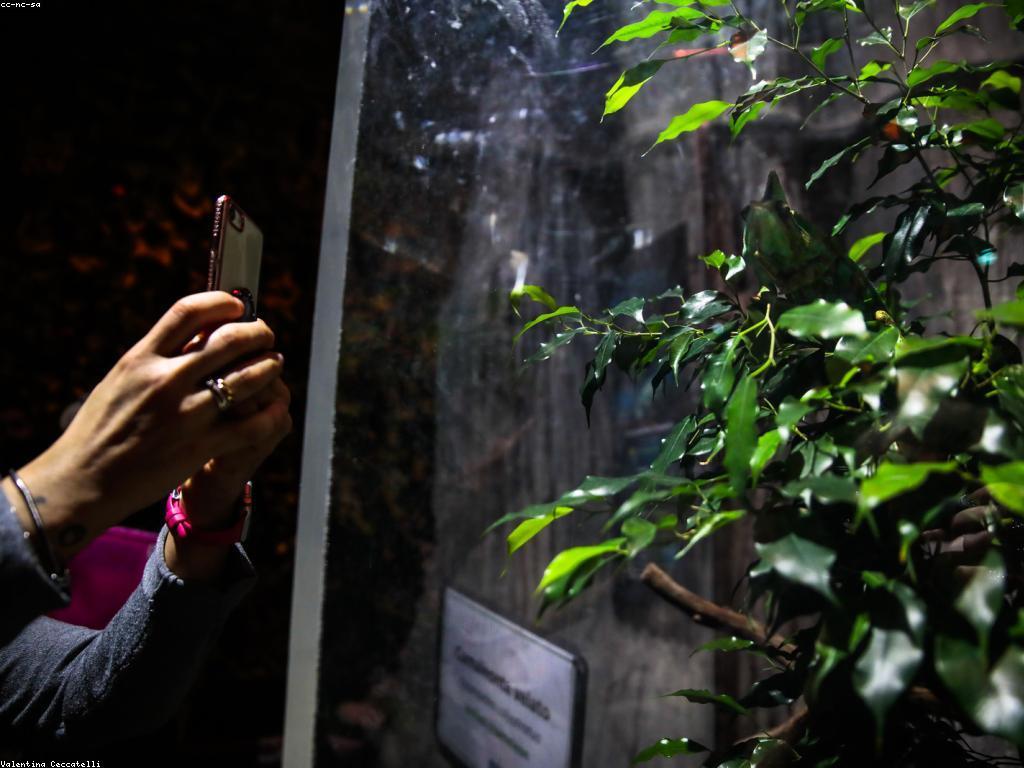 យុទ្ធសាស្ត្រនិងការបង្ហាញពីការបាញ់ត្រី