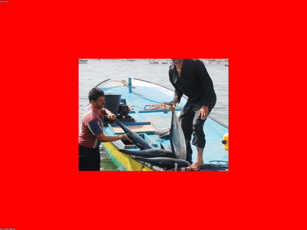 យុទ្ធសាស្ត្របាញ់ត្រី៖ ការធ្វើដំណើរទៅកាន់ការចាប់ត្រីរបស់អ្នក